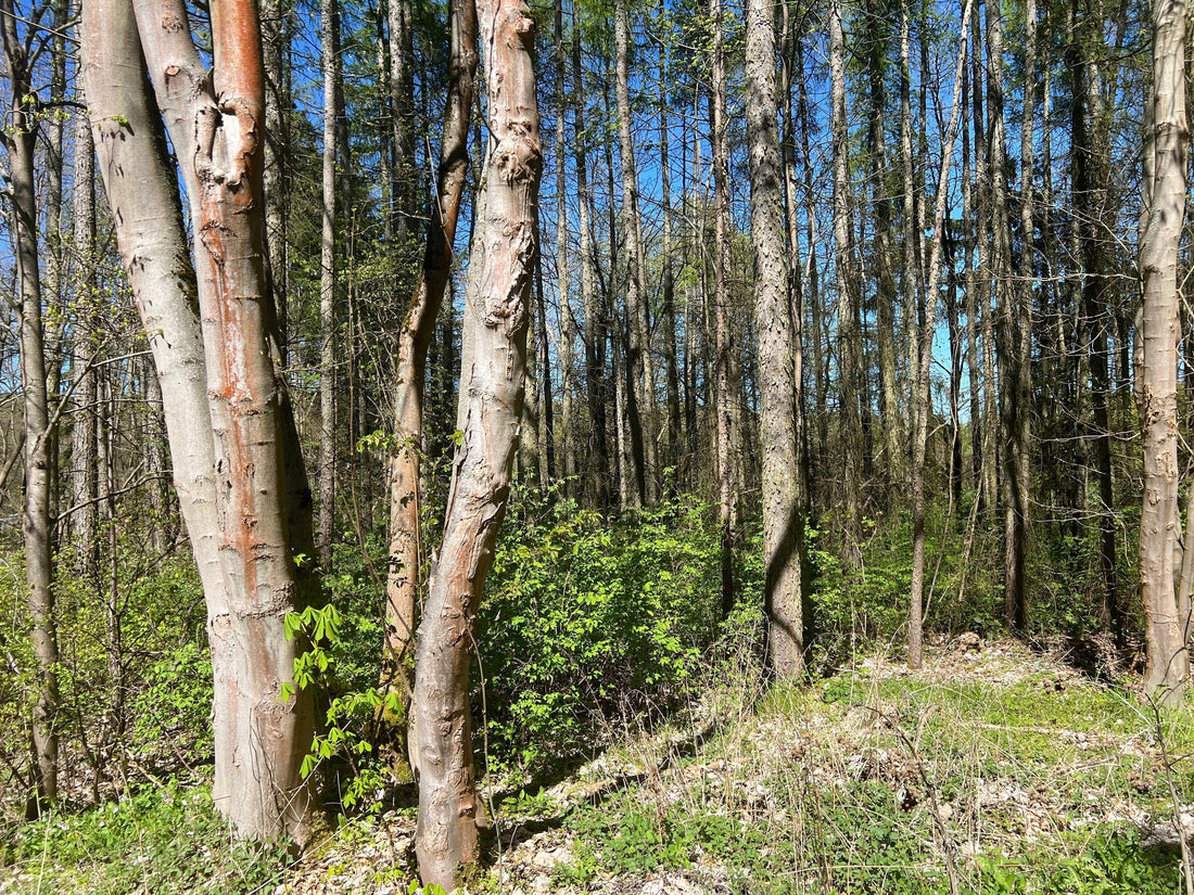 Two new areas for the forest project