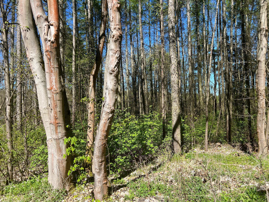Two new areas for the forest project